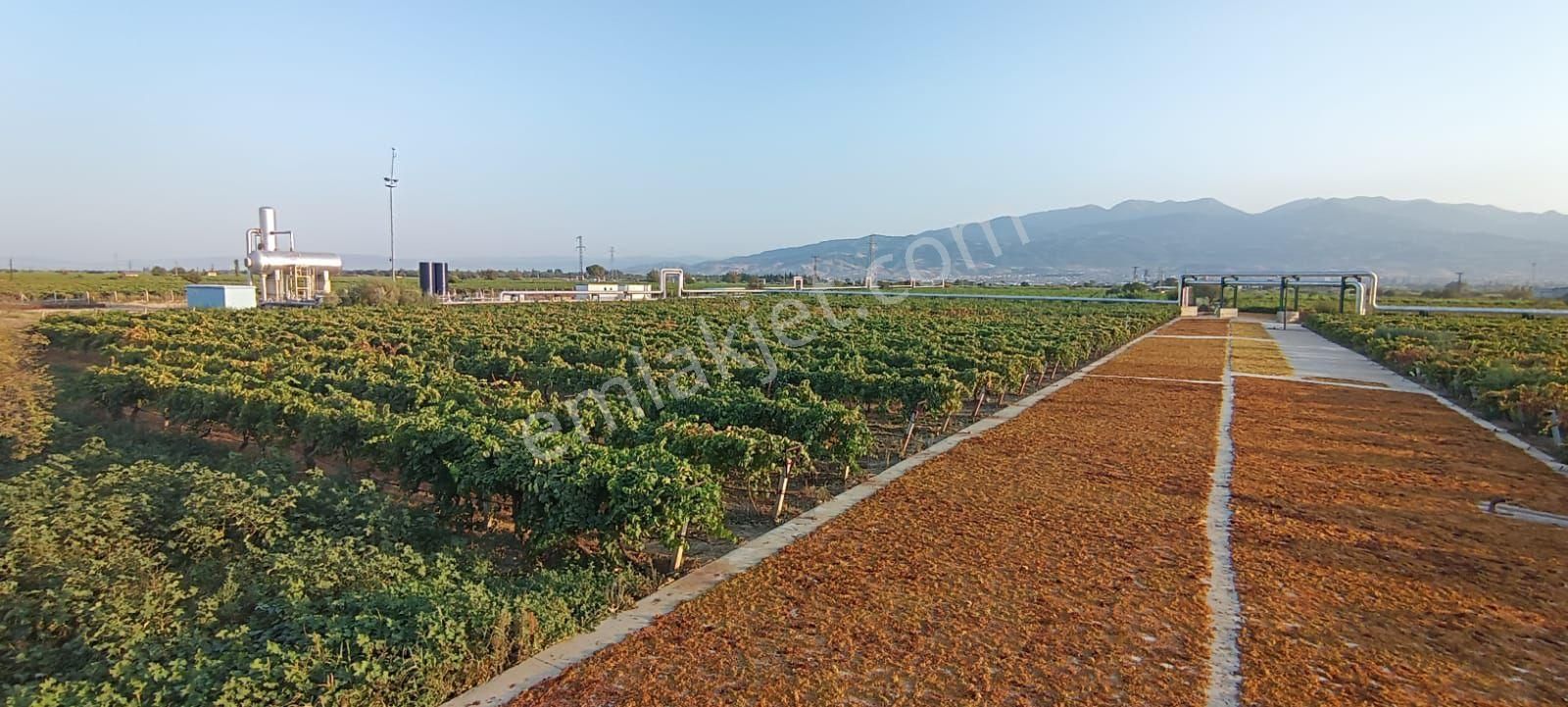 Alaşehir Baklacı Satılık Bağ & Bahçe ŞEHİR MERKEZİNE YAKIN BAĞ 