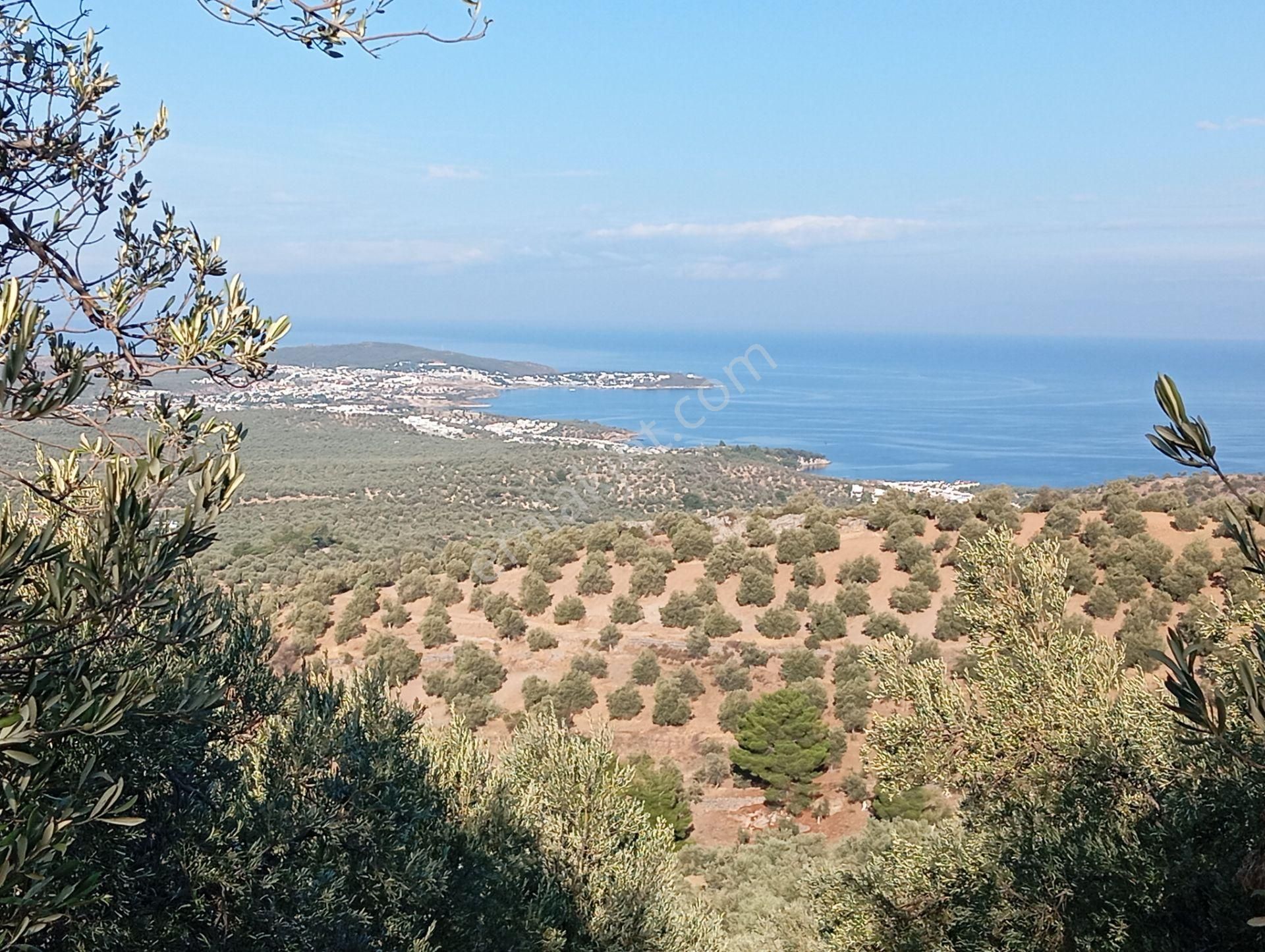 Gömeç Karaağaç Satılık Zeytinlik  KW Viya-Balıkesir-Gömeç-Karaağaç Satılık Zeytinlik  Panoramik Edremit Körfezi Manzaralı…