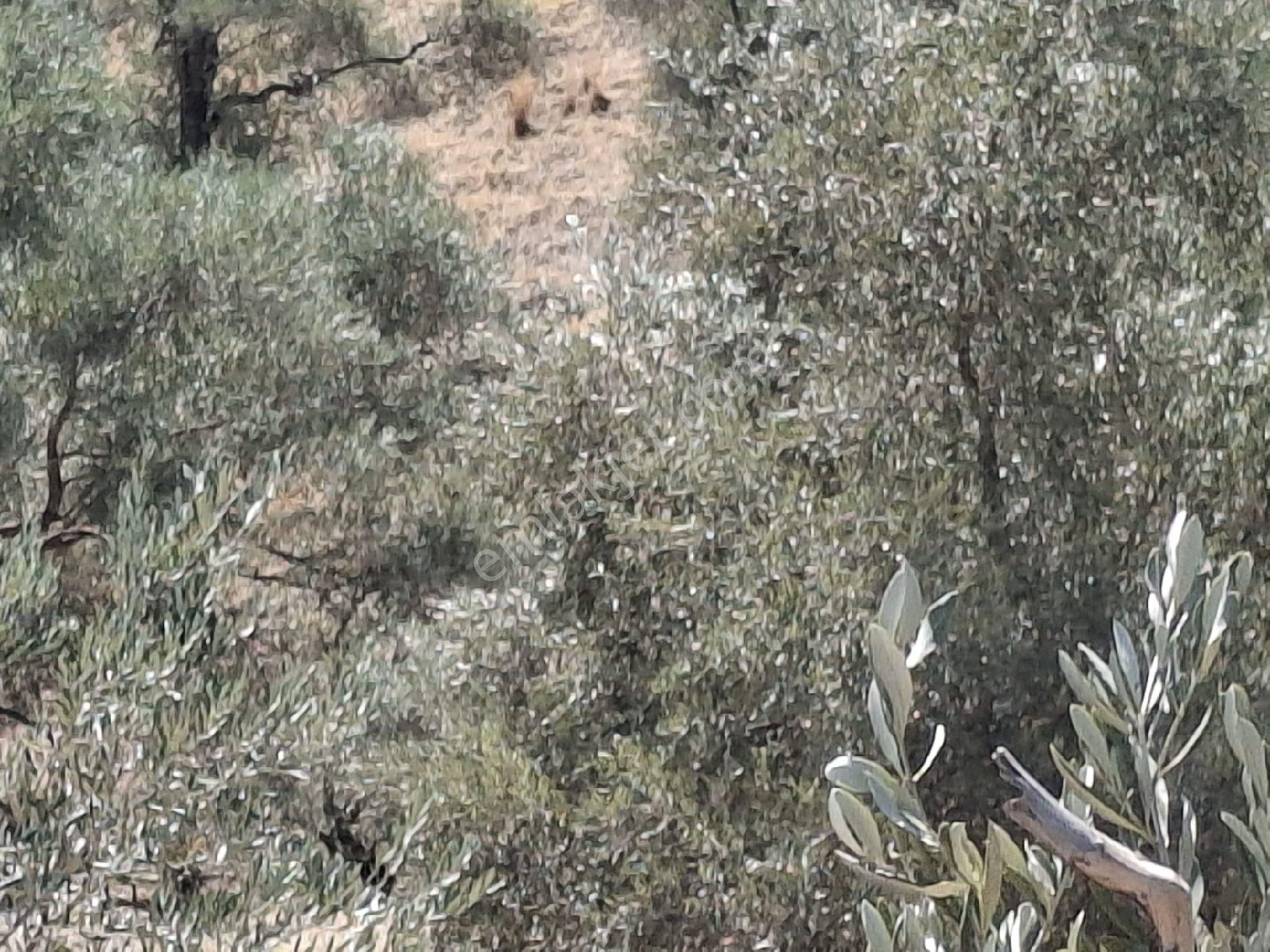 Aydın Sultanhisar Kavakli - Görsel 3