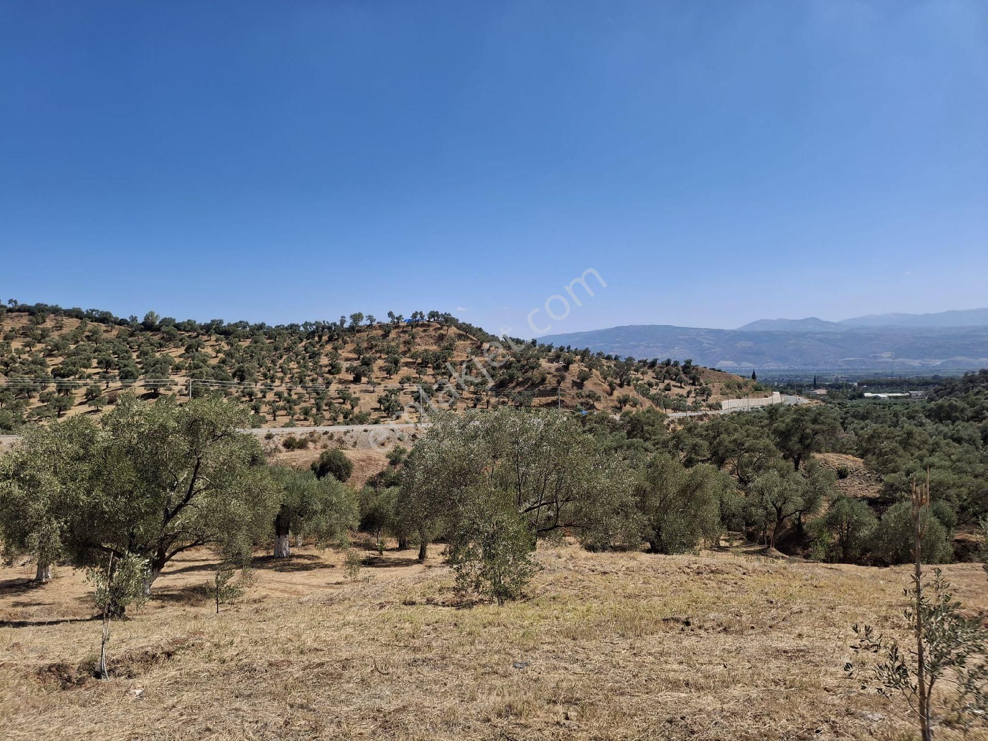 Aydın Sultanhisar Kavakli - Görsel 20