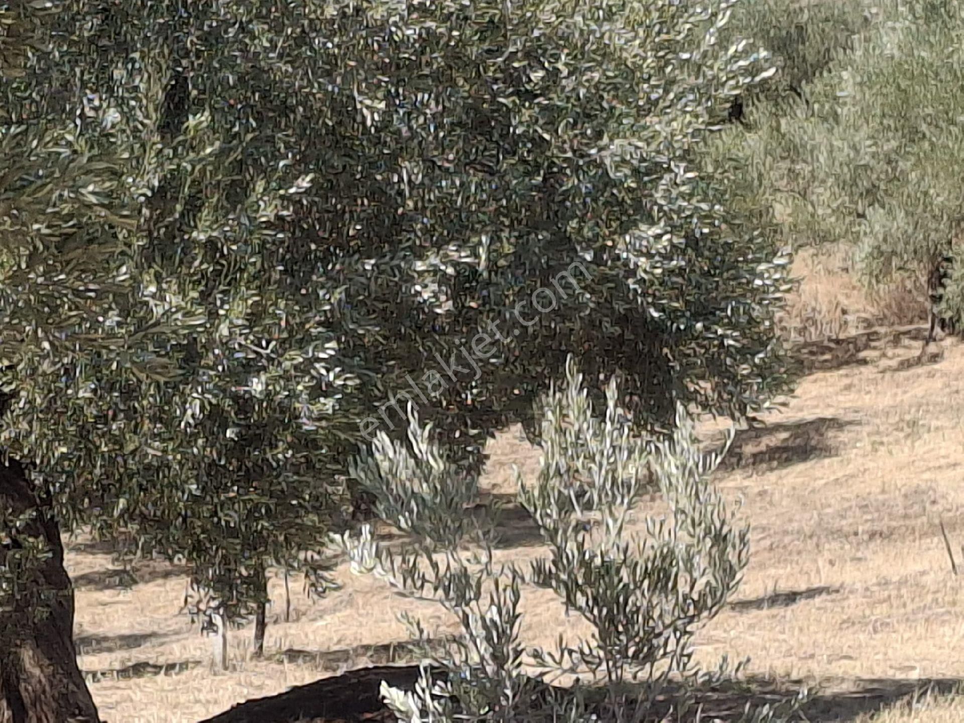 Aydın Sultanhisar Kavakli - Görsel 30