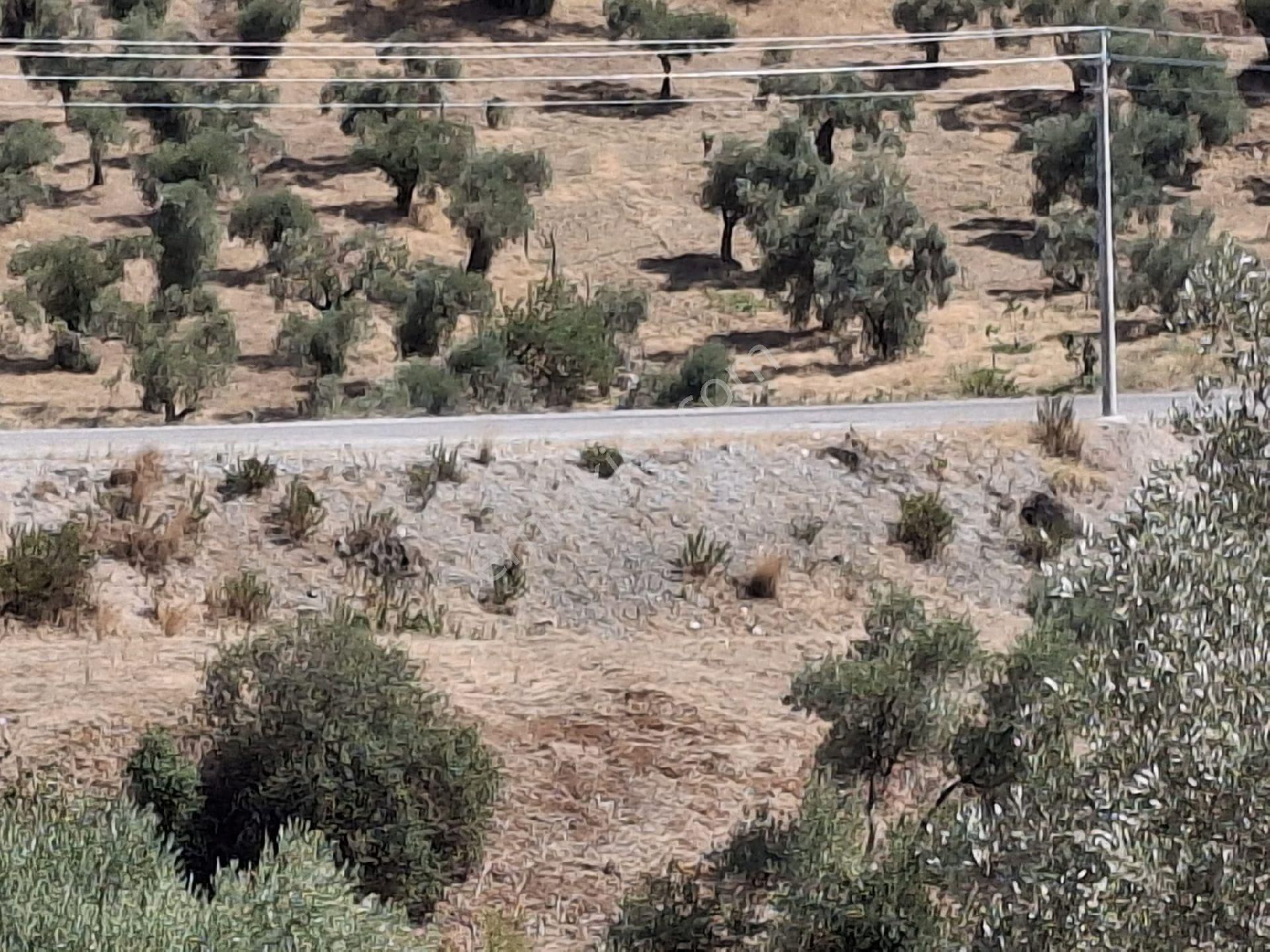 Aydın Sultanhisar Kavakli - Görsel 21