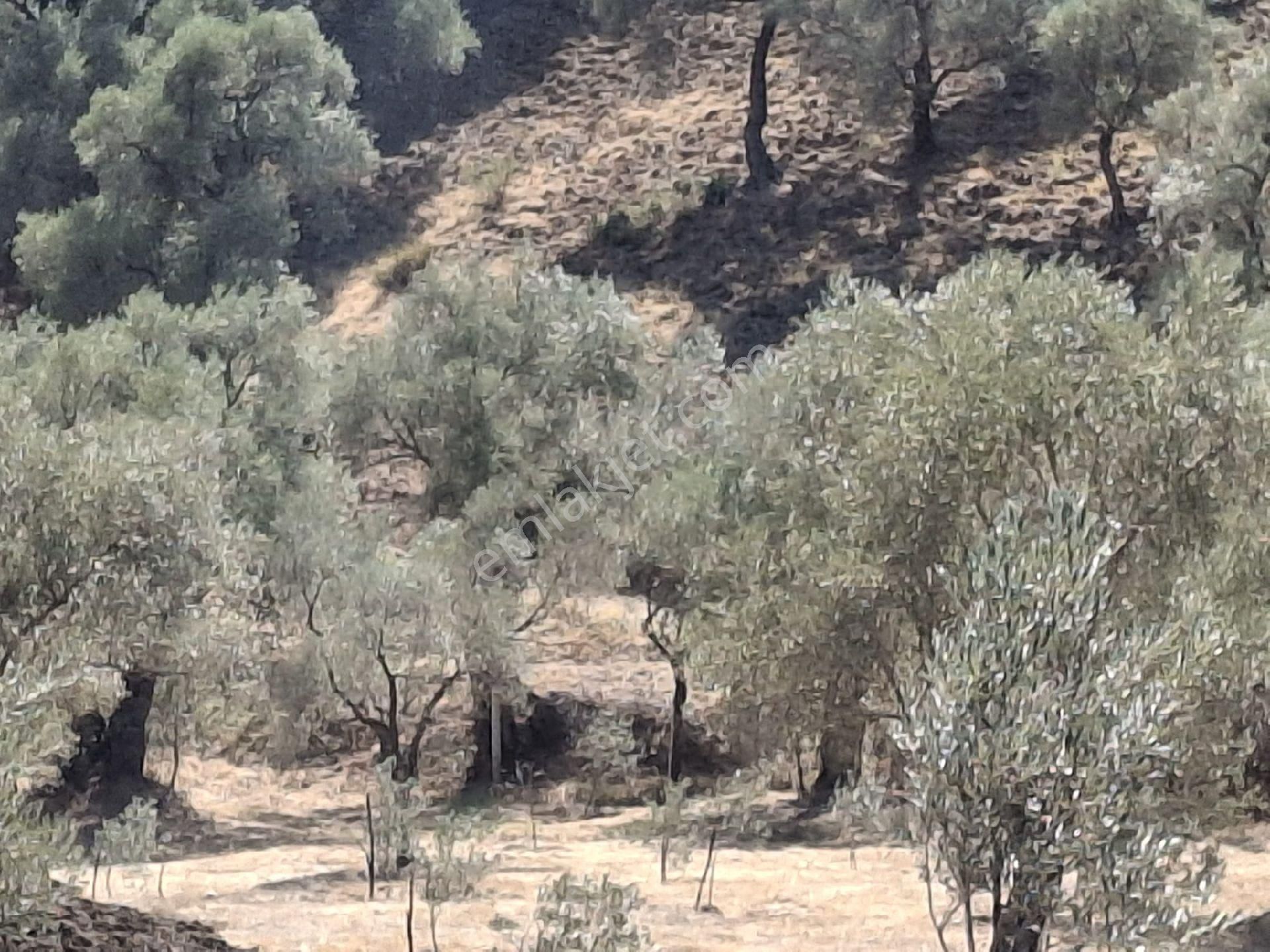 Aydın Sultanhisar Kavakli - Görsel 24