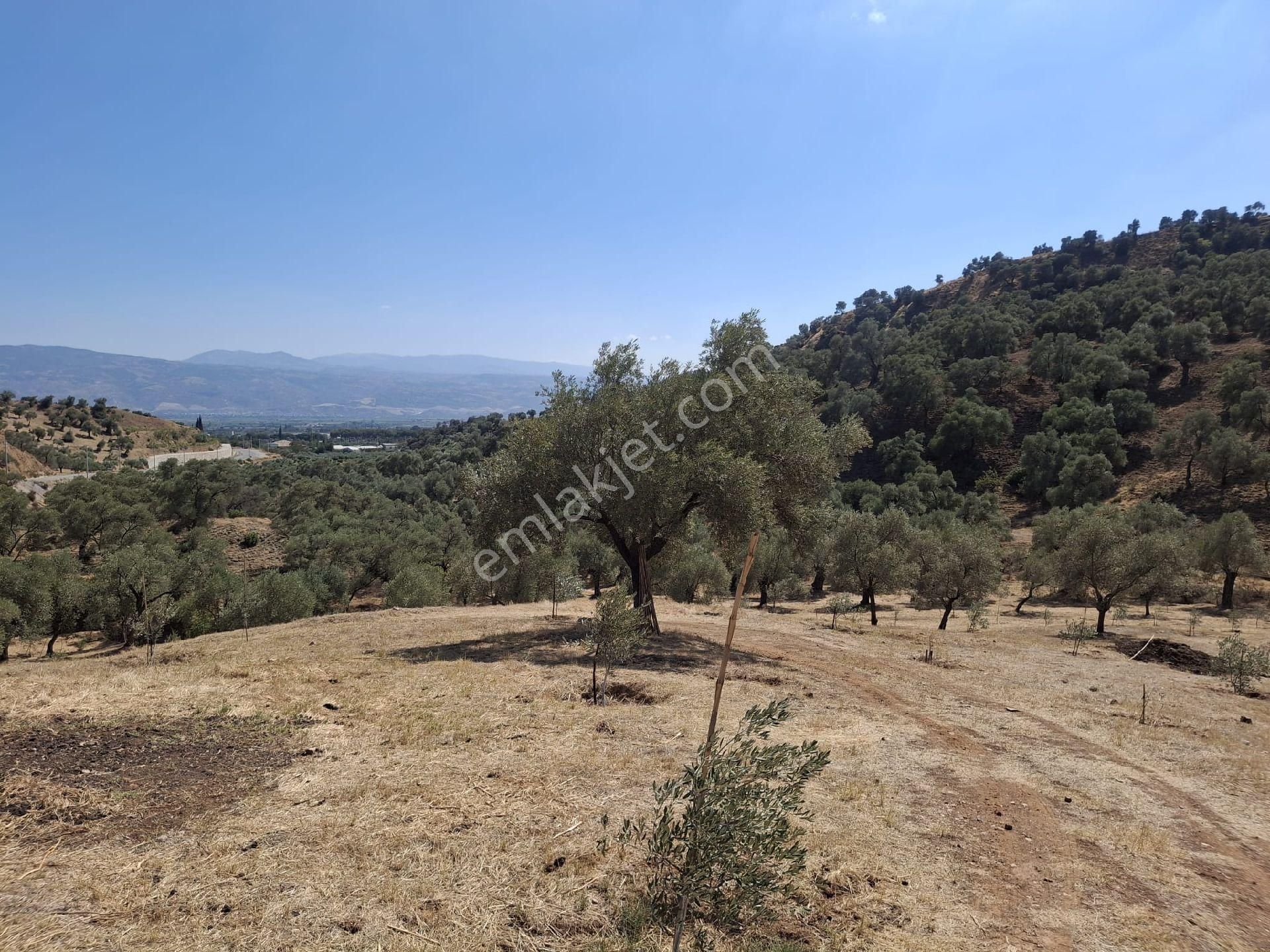 Aydın Sultanhisar Kavakli - Görsel 10