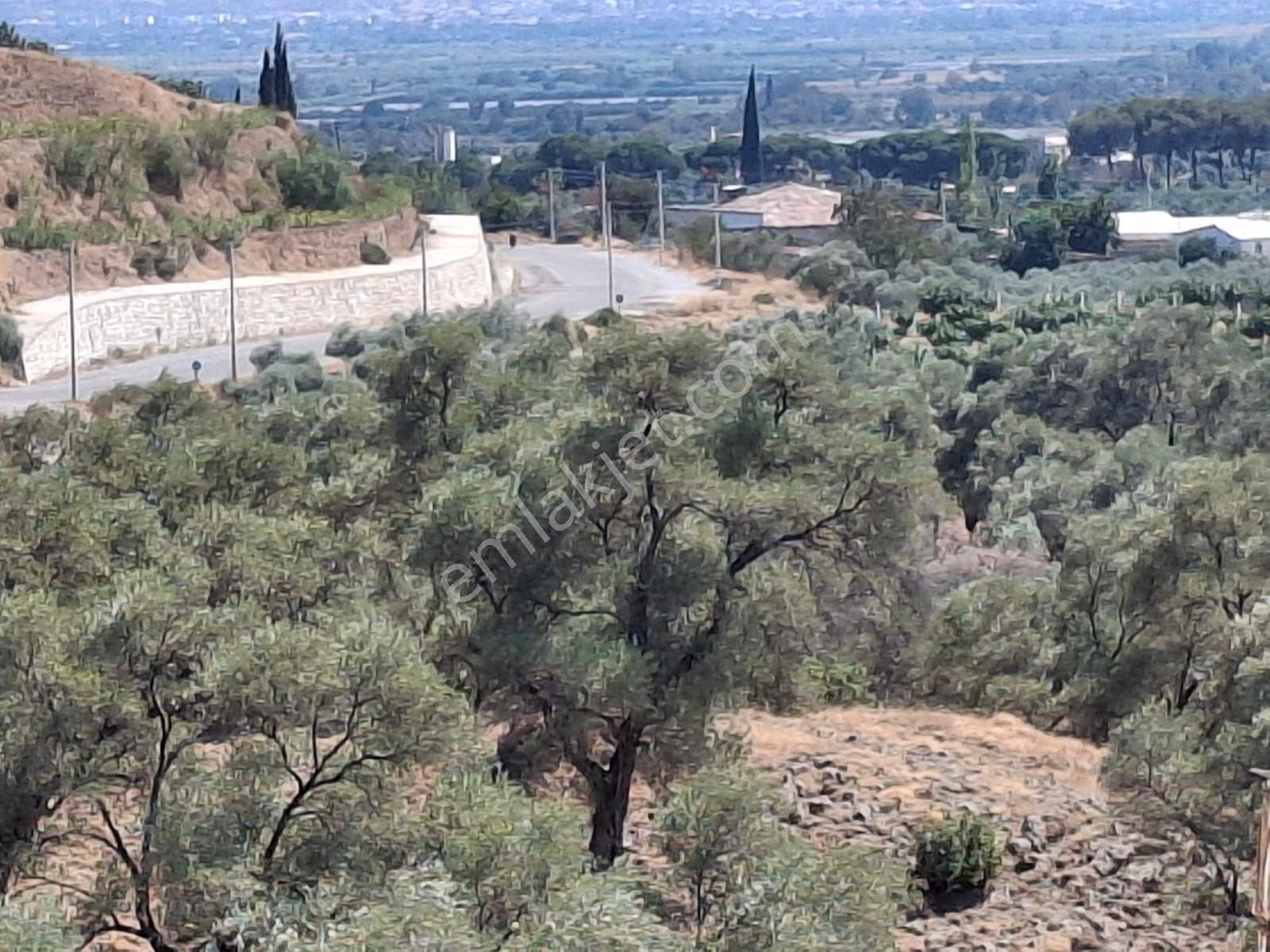 Sultanhisar Kurtuluş Satılık Bağ & Bahçe Aydın Sultanhisar Kavakli