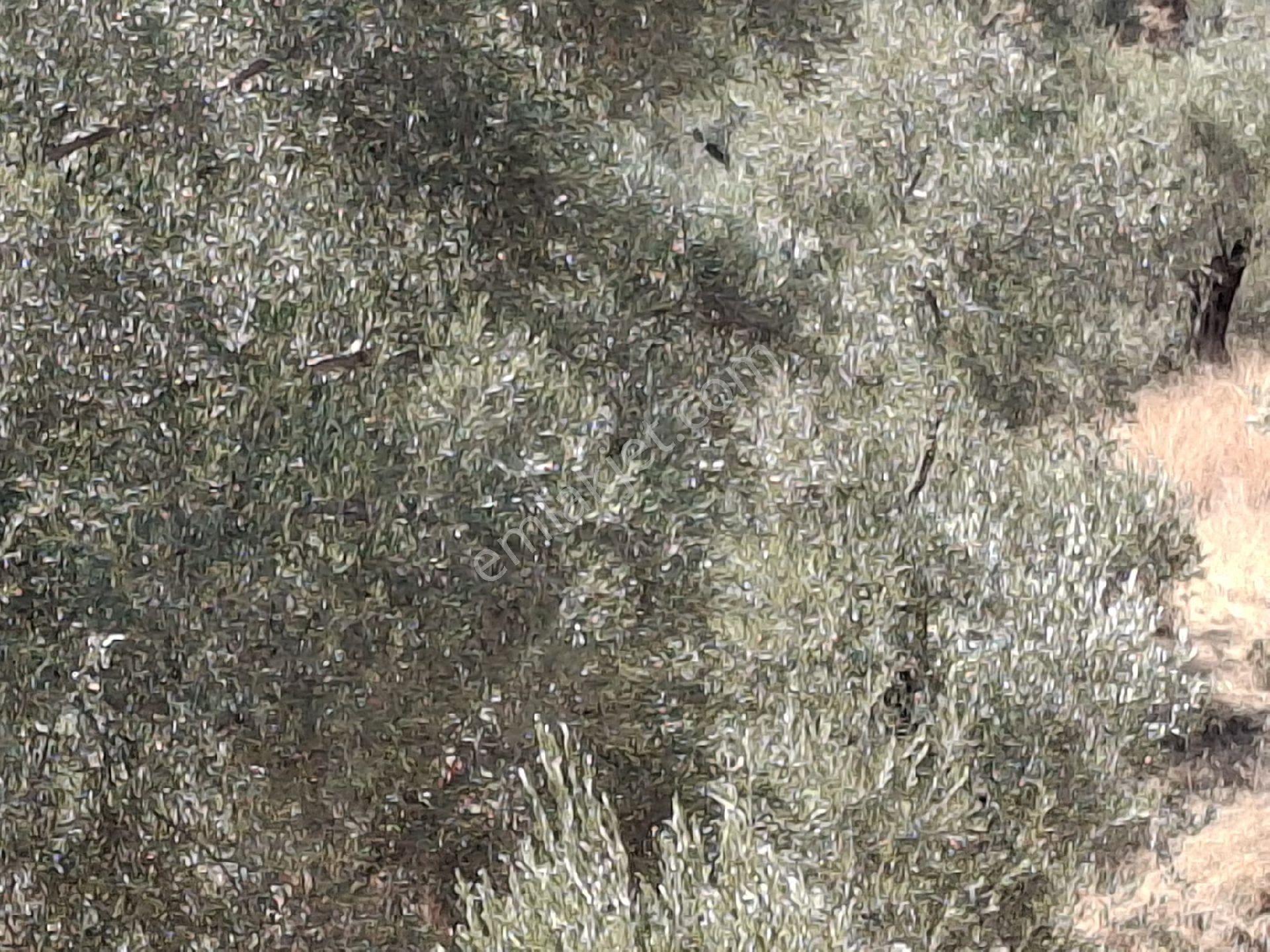 Aydın Sultanhisar Kavakli - Görsel 25