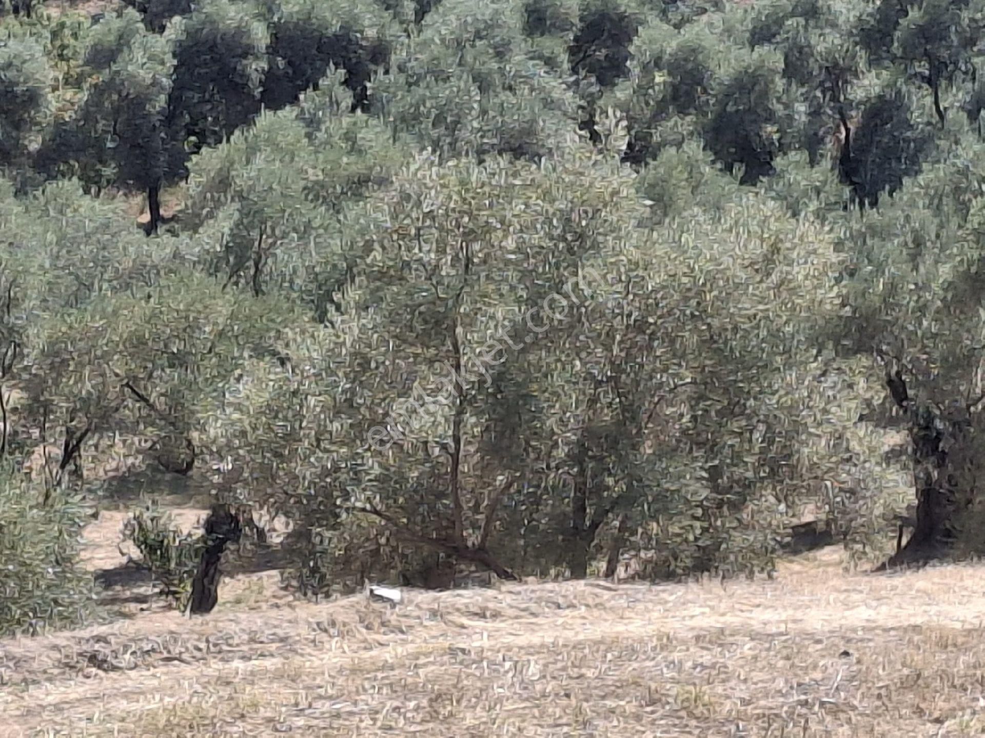 Aydın Sultanhisar Kavakli - Görsel 23