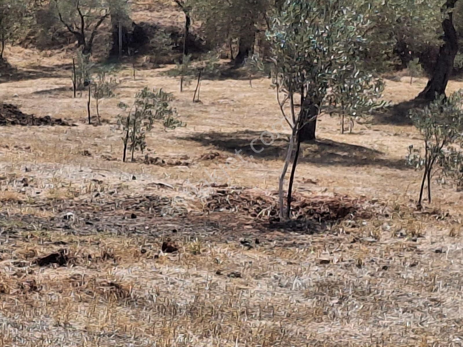 Aydın Sultanhisar Kavakli - Görsel 2