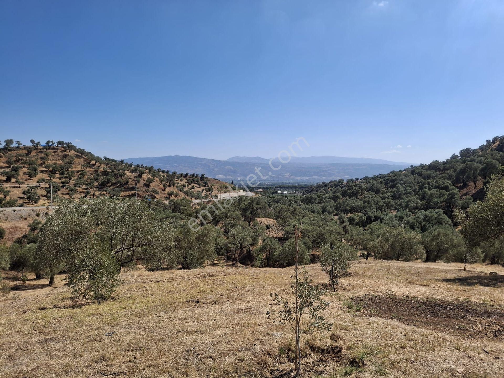 Aydın Sultanhisar Kavakli - Görsel 19