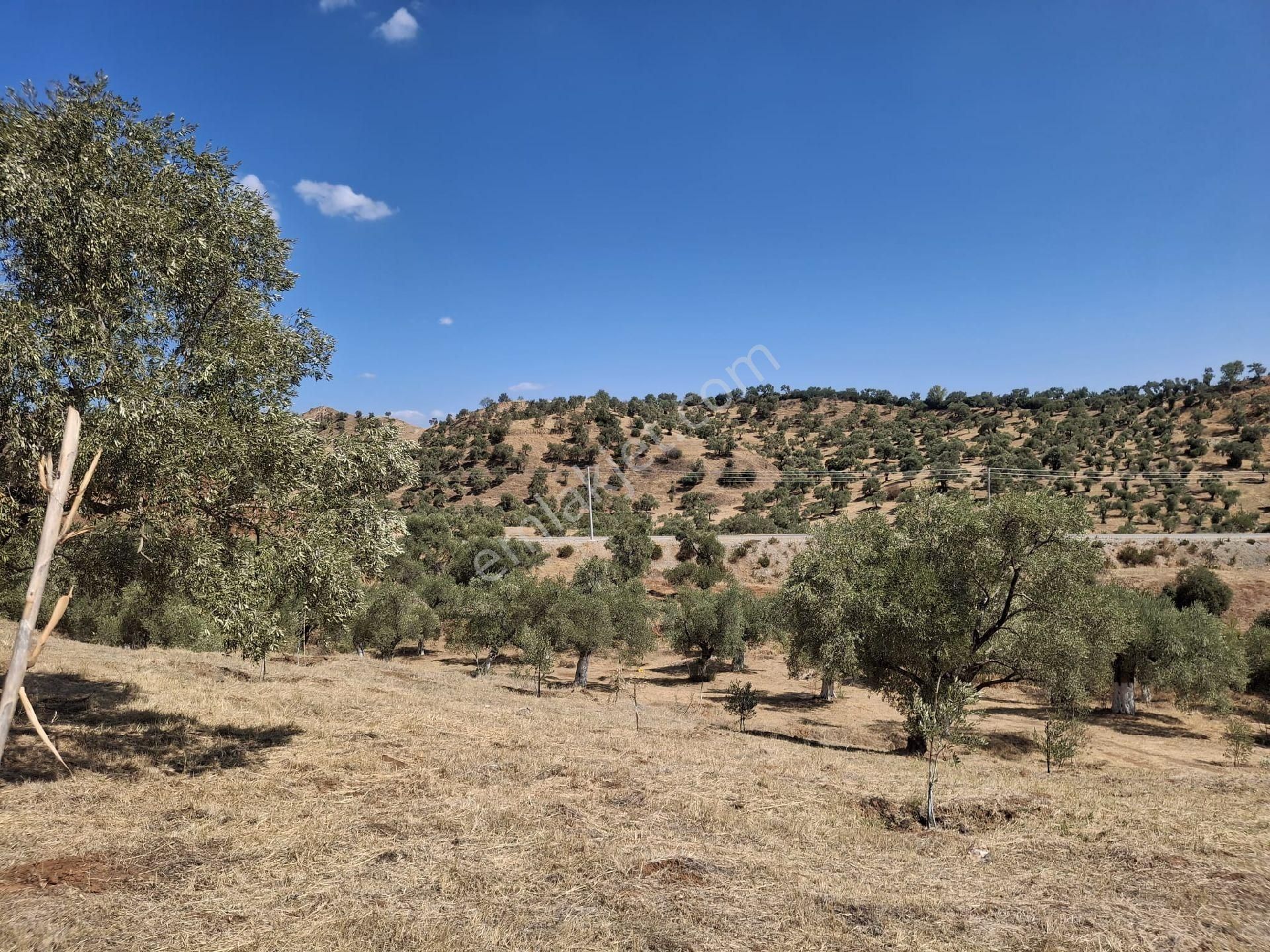 Aydın Sultanhisar Kavakli - Görsel 7