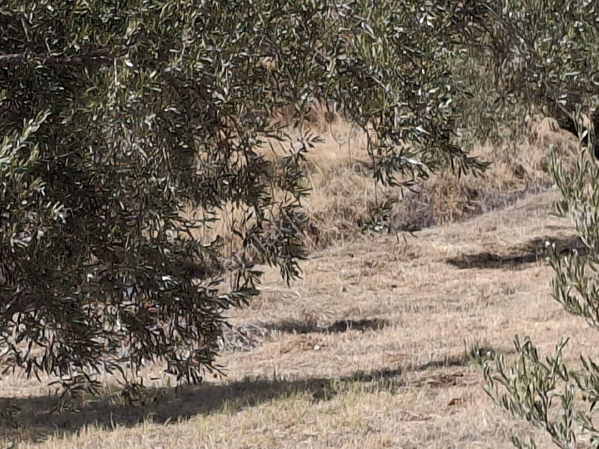 Aydın Sultanhisar Kavakli - Görsel 26