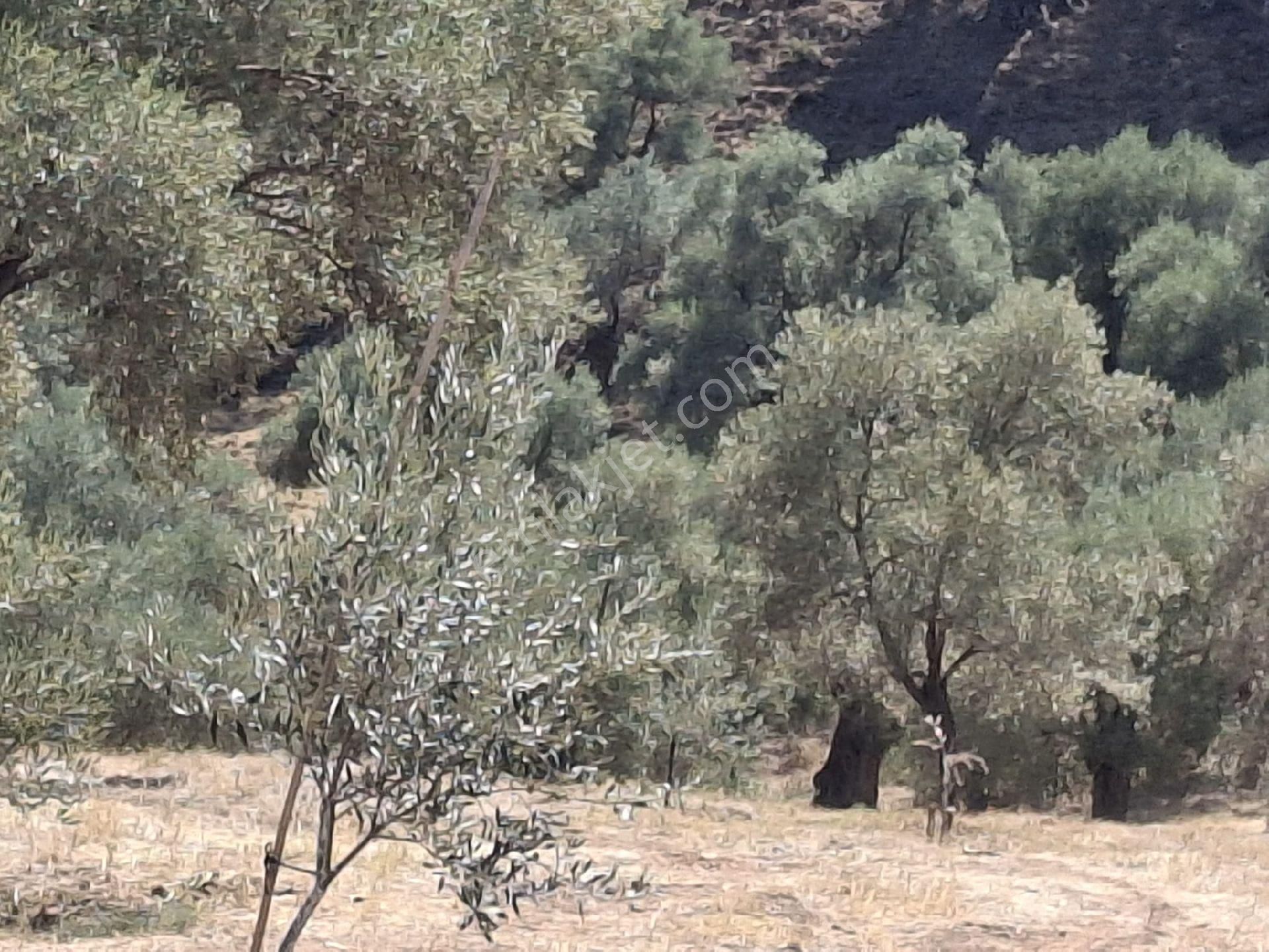 Aydın Sultanhisar Kavakli - Görsel 4