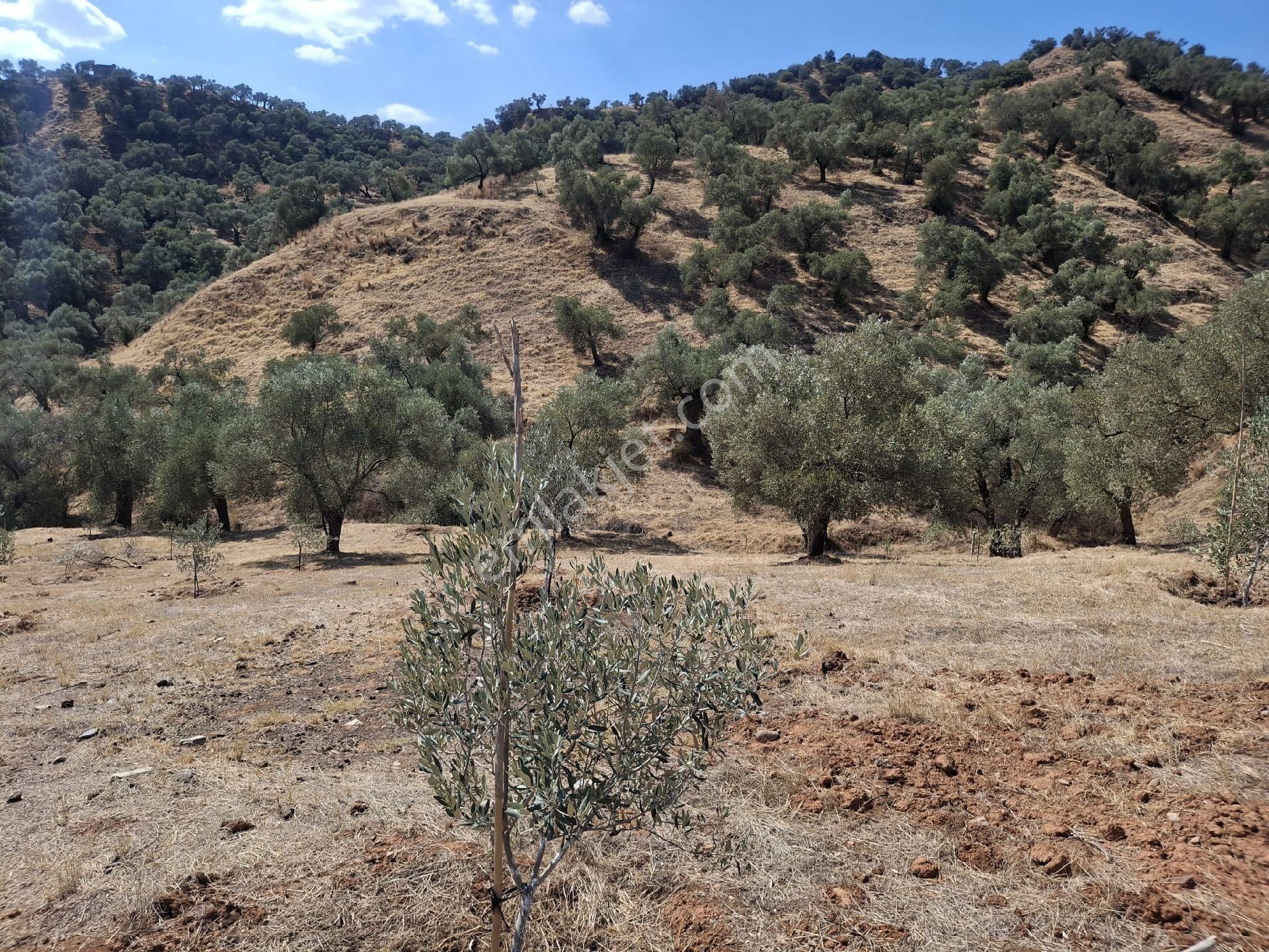 Aydın Sultanhisar Kavakli - Görsel 17