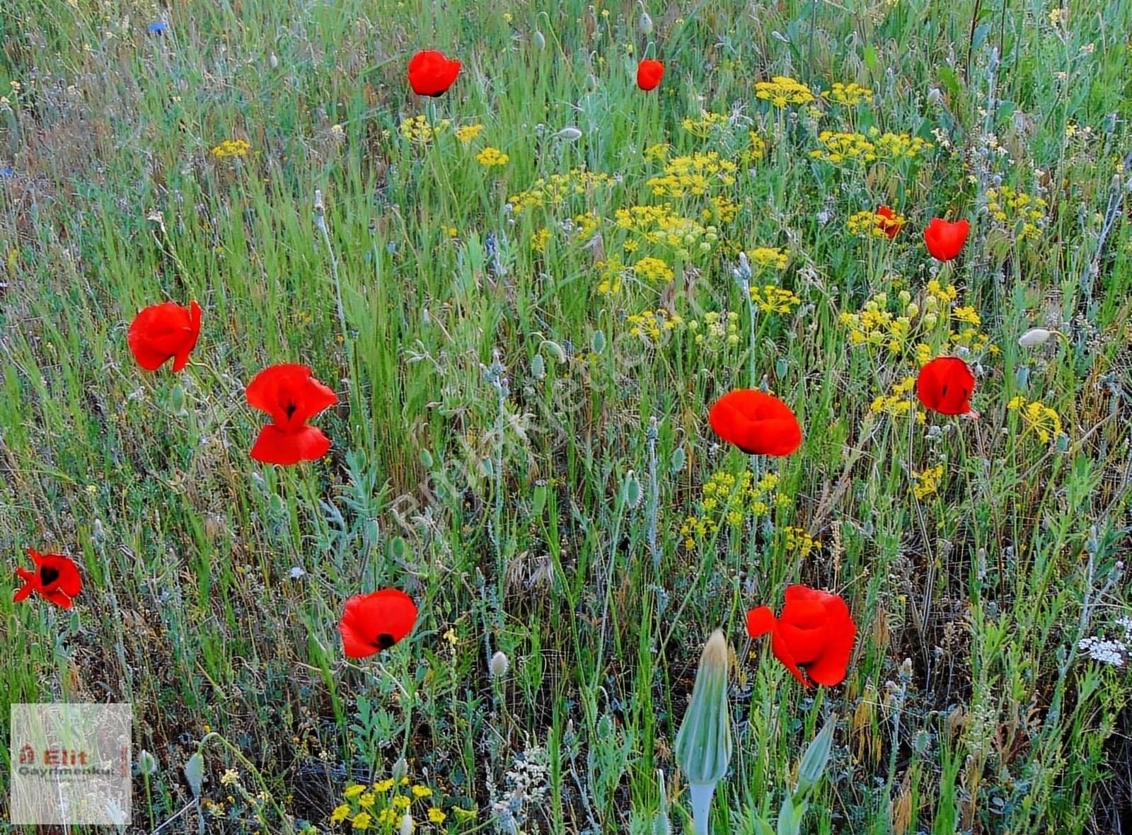 Sincan Ücret Satılık Konut İmarlı Elitten Sincan Temelli Ücrette 991m2 İmarlıkonut Arsası Hissesiz