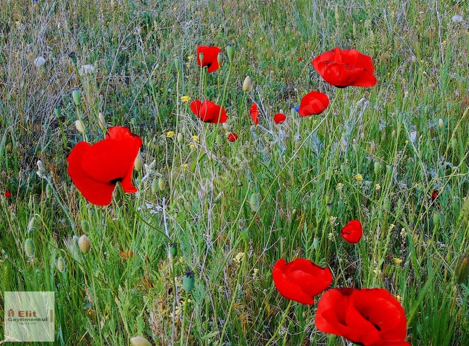 Sincan Ücret Satılık Tarla Elitten Sincan Temelli Ücrette 9047 M2 Hissesiz Müstakil Tarla