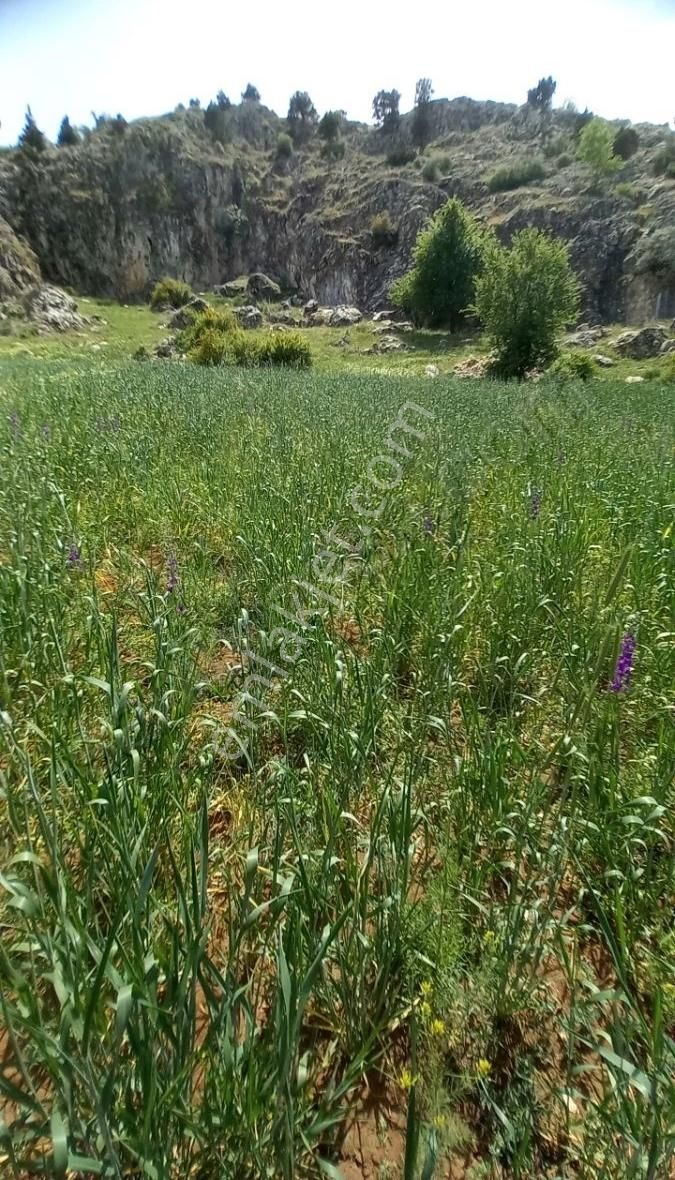 Burdur Kayış Satılık Tarla Yola 300 Metre - Görsel 8