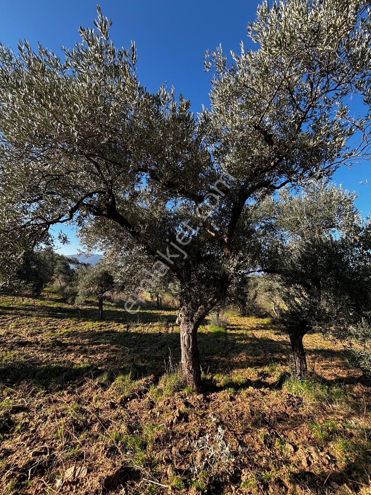 İzmir Torbalı Gold Emlaktan Satılık Zeytin Bahçesi - Görsel 3