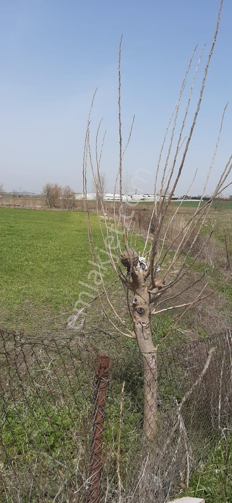 Kemalist Gayrimenkul'den, Çatalca'da, Kadastral Yola Cepheli, Tek Tapu, 1.722 M2 - Görsel 2