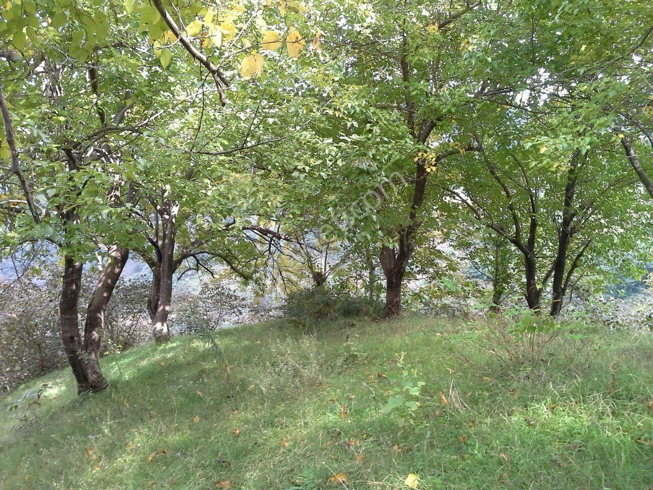 Perşembe Yeniköy Satılık Bağ & Bahçe ORDU PERŞEMBE YENİKÖY SATILIK ARSA FINDIK BAHÇESİ