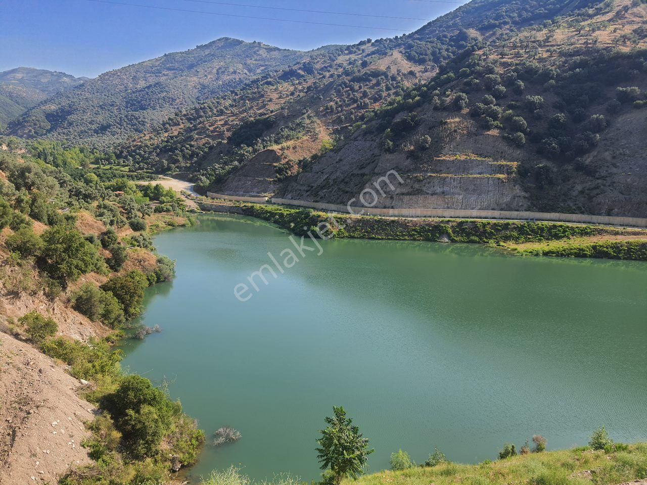 Sultanhisar Demirhan Satılık Zeytinlik İsabeyli Baraj Yanında Satılık Zeytinlik