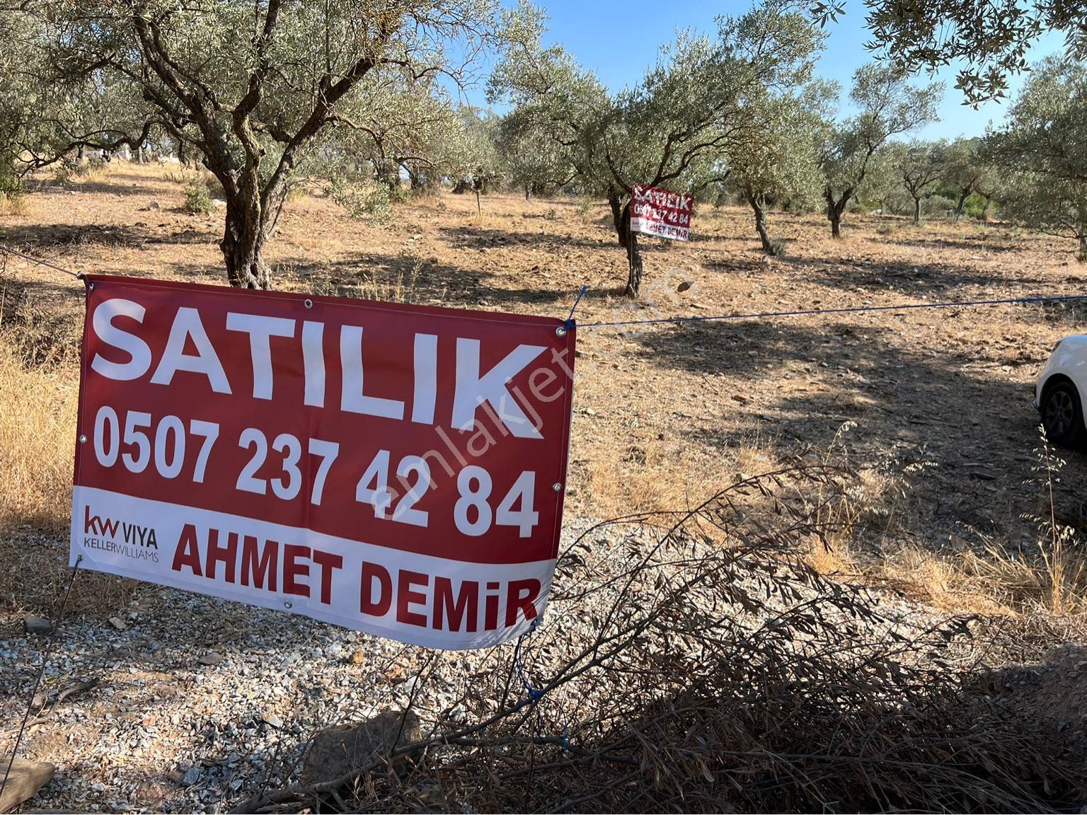 Torbalı Ormanköy Satılık Zeytinlik Torbalı Ormanköy’de Köye 100 Metre Mesafe