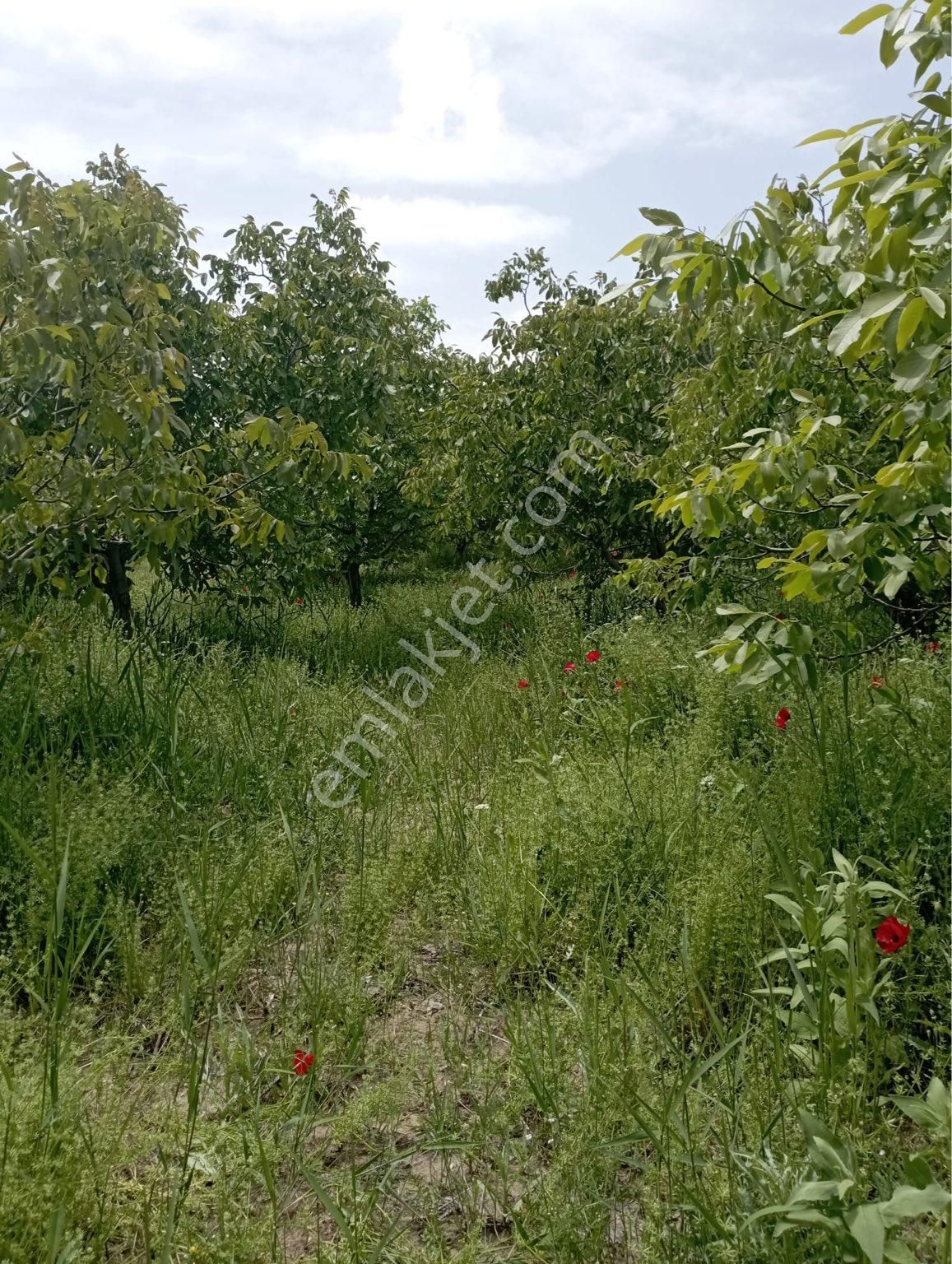 Doğanşehir Polat Satılık Bağ & Bahçe DOĞANŞEHİR POLATTA FIRSAT ARAZİ