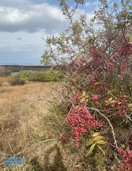 Kula Körez Satılık Tarla Manisa Kula'da 3dönüm Bağ içinde badem ağaçları ve üzüm bağı var