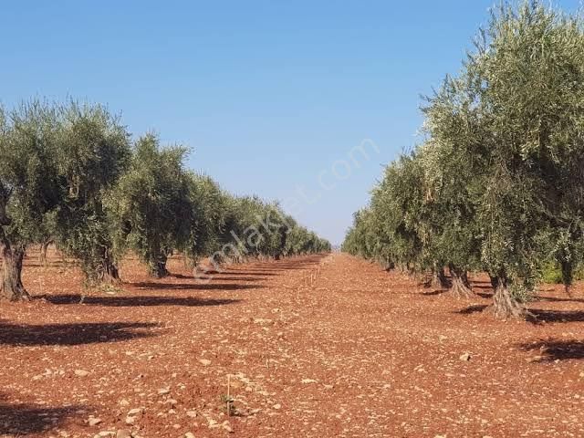 Kilis Merkez Akçabağlar Köyü Satılık Zeytinlik Yola Sıfır Satılık Zeytin Arazisi 