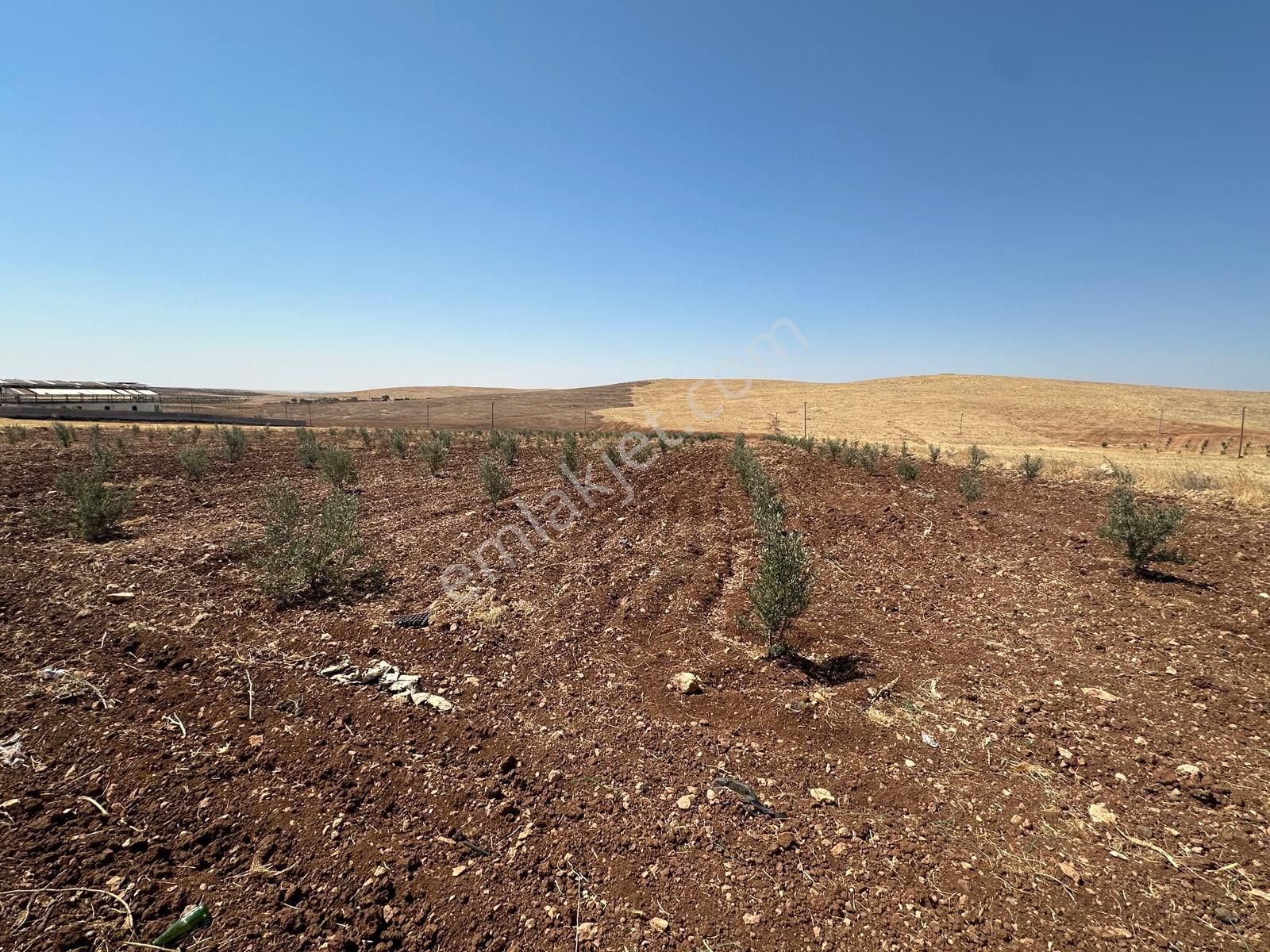 Eyyübiye Payamlı Satılık Bağ & Bahçe Demkar Emlak'tan Payamlı Yolu Cadde Üzeri