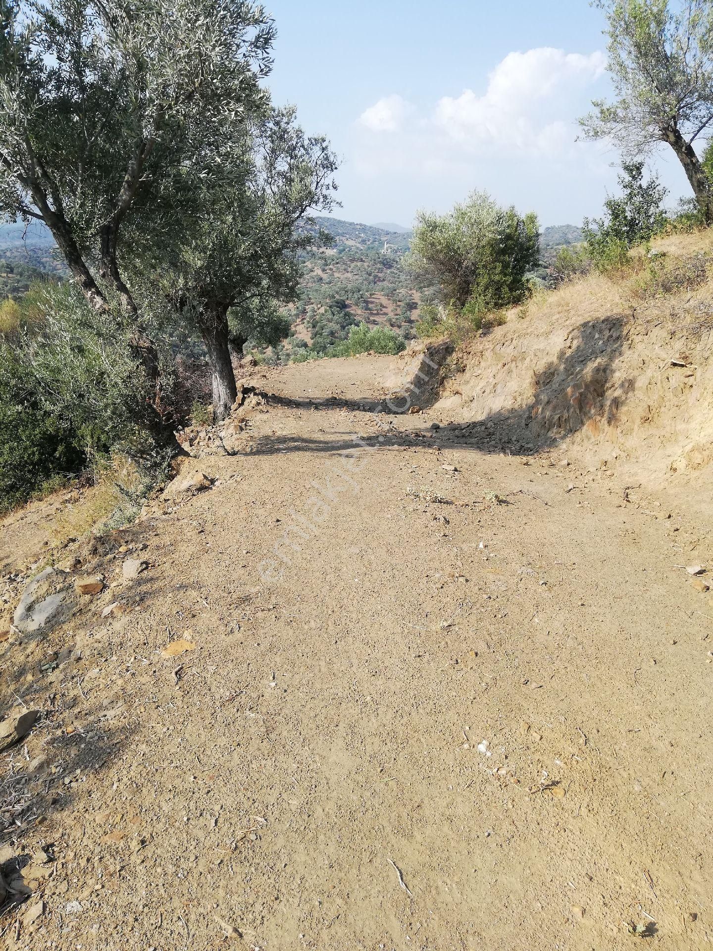 Zeytinova Baraj Manzaralı Zeytinlik - Görsel 2