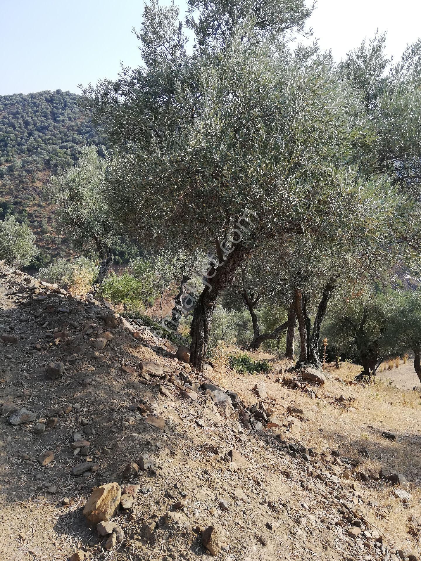 Zeytinova Baraj Manzaralı Zeytinlik - Görsel 9