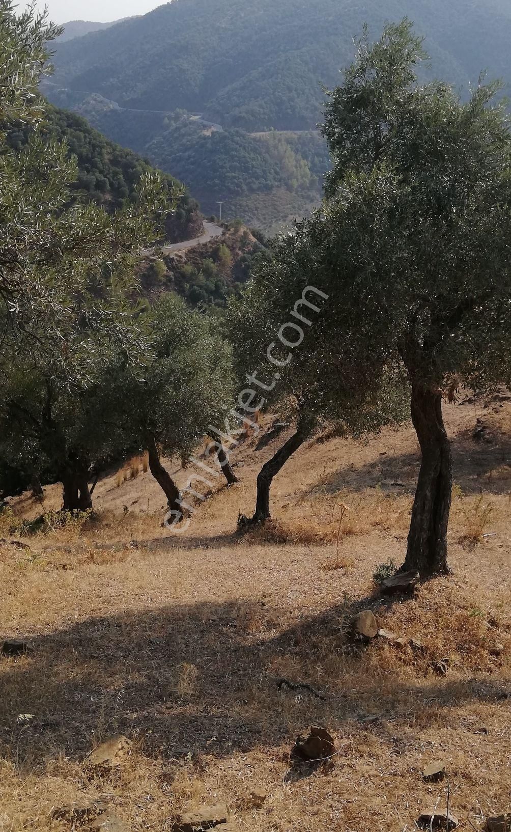 Zeytinova Baraj Manzaralı Zeytinlik - Görsel 12