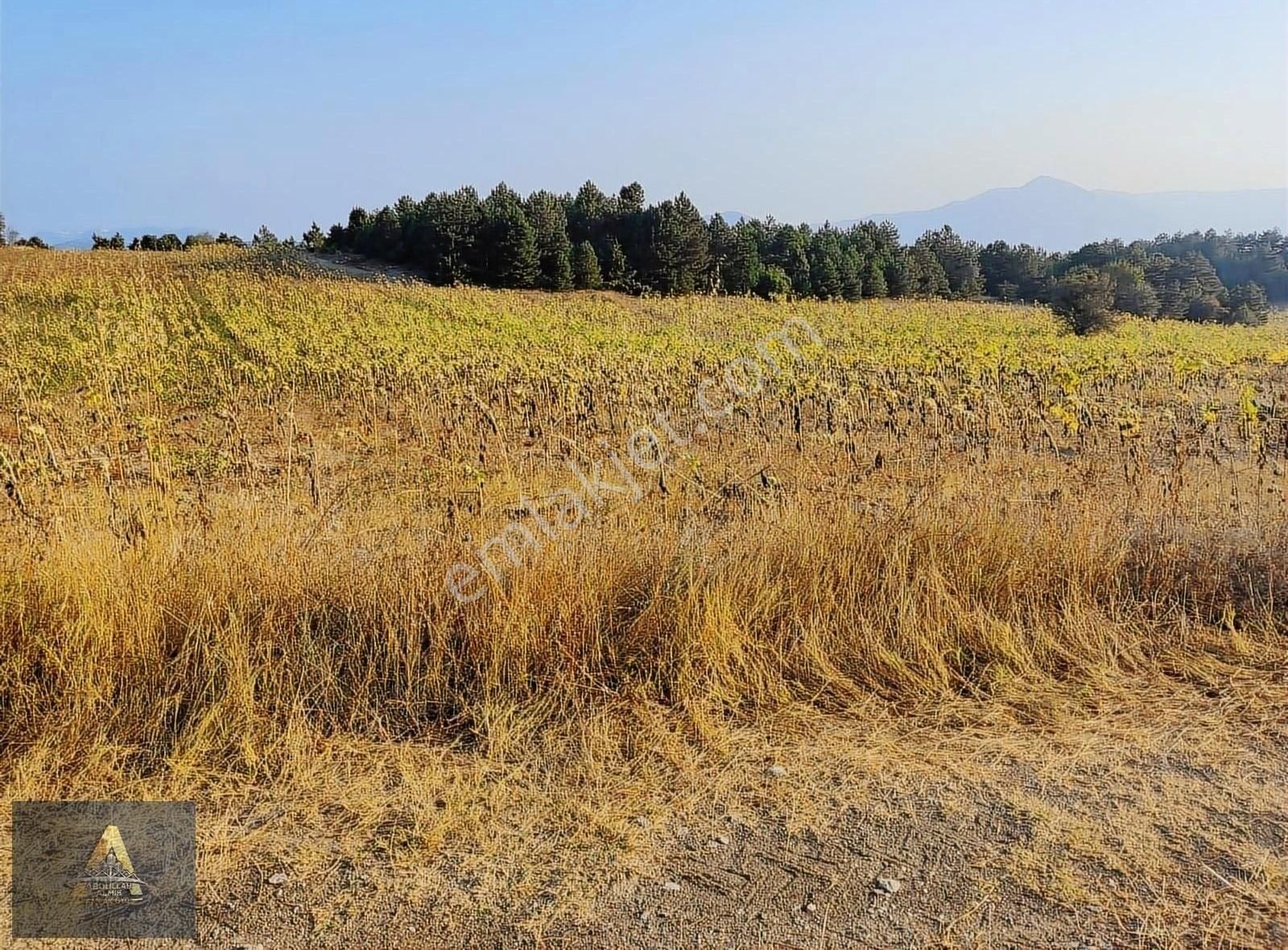 Gölpazarı Dokuz Köyü Satılık Tarla Yatırım Fırsatı 10.225 Metre Ceviz Bahçesi Yapılacak Konumda