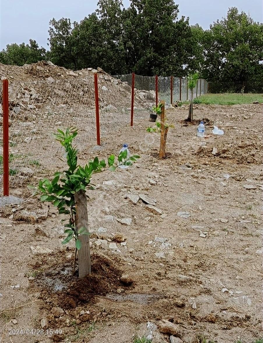 Çanakkale Merkez Denizgöründü Köyü Satılık Tarla Çanakkale Denizgorundu köyünde hobi bahçesi etrafı çevrili meyve