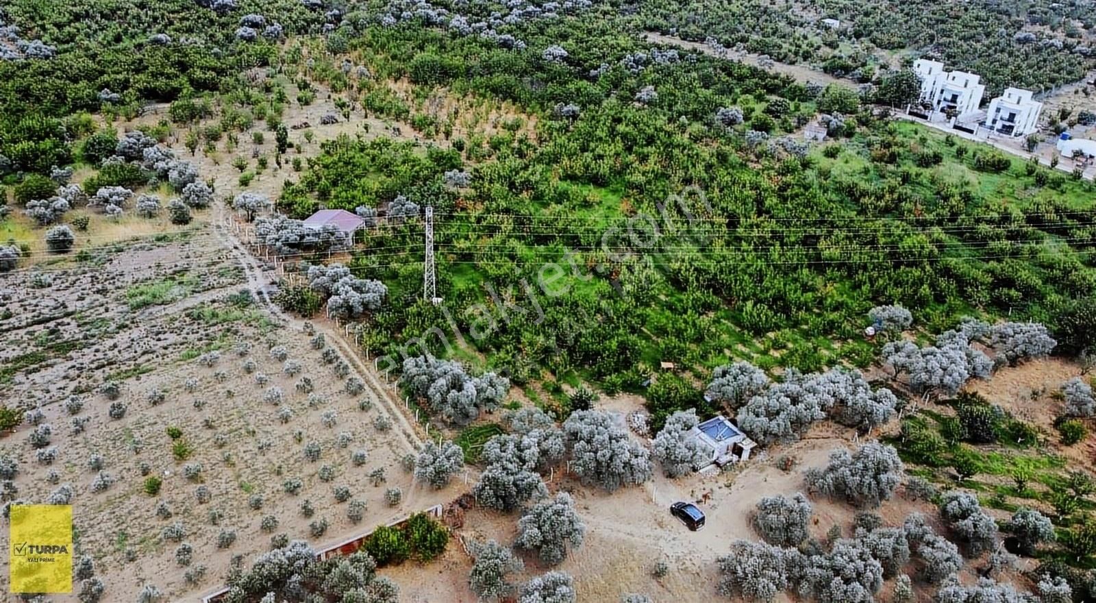 Kemalpaşa Armutlu 85. Yıl Cumhuriyet Satılık Bağ & Bahçe Sanayi İmarı Dibinde 9.220 Mt2