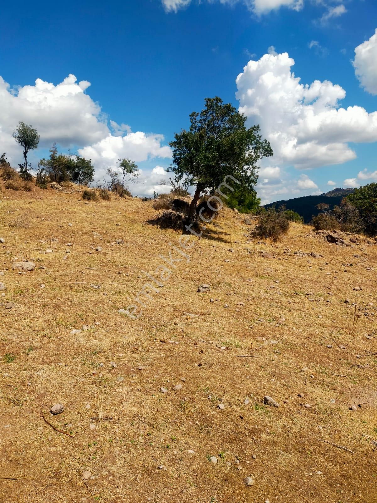 Bergama Yerlitahtacı Satılık Tarla  BERGAMA YERLİ TAHTACI KÖYÜNDE SATILIK TARLA