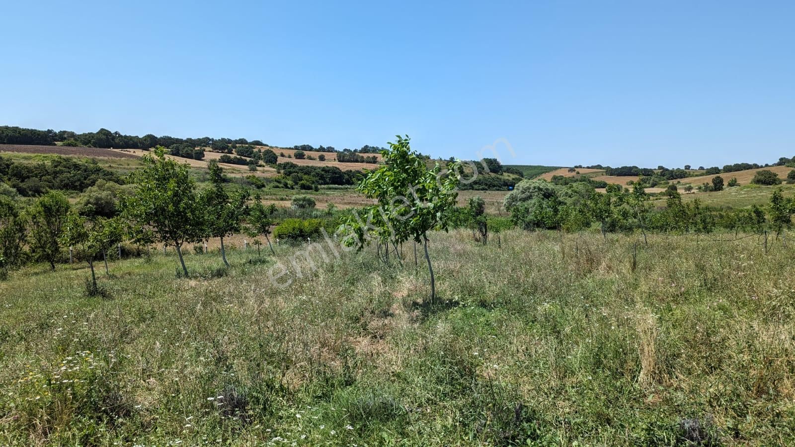 Biga Türkbakacak Köyü Satılık Tarla  BİGA BAKACAK KÖYÜ SATILIK 17 DÖNÜM CEVİZ TARLASI