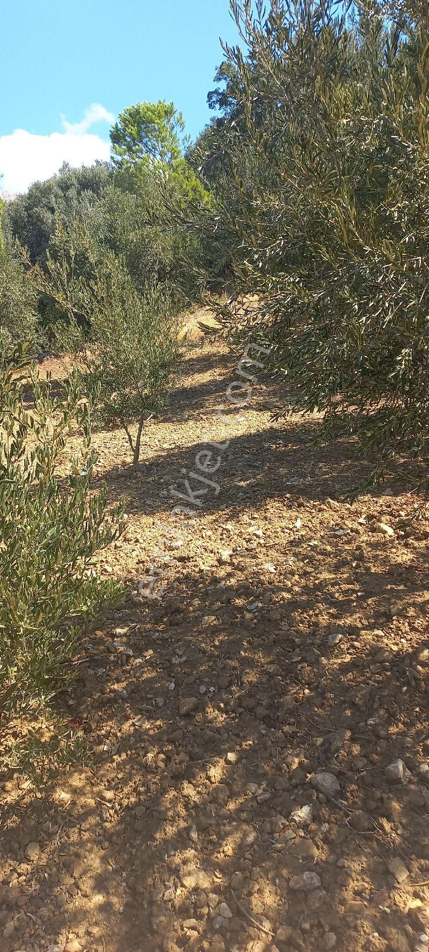 Satılık Müstakil Tapu - Görsel 28
