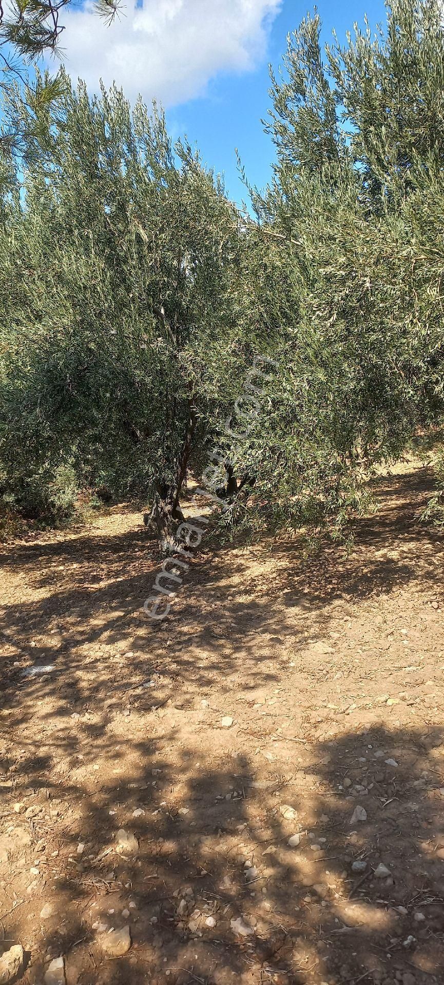 Satılık Müstakil Tapu - Görsel 9