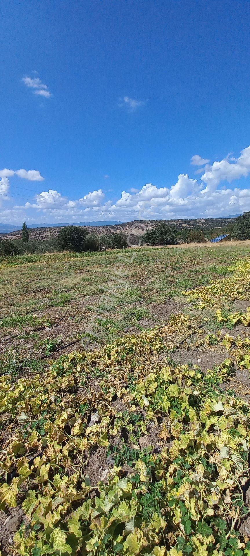 Bergama Çamoba Satılık Tarla Satılık müstakil tapu tarla 