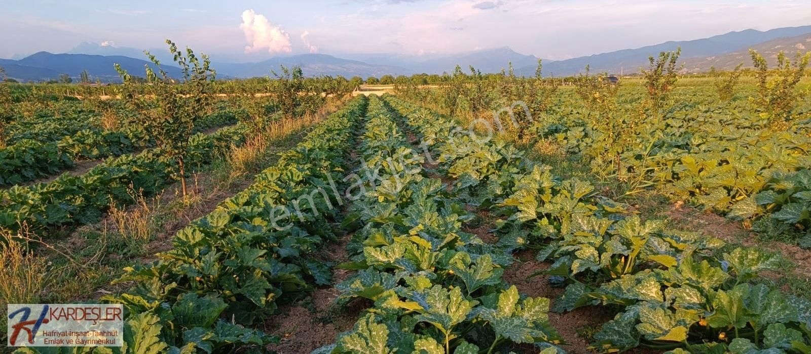 Pamukova Çardak Satılık Tarla Sakarya Pamukova Çarşı Merkeze Yakın Ayva Bahçesi