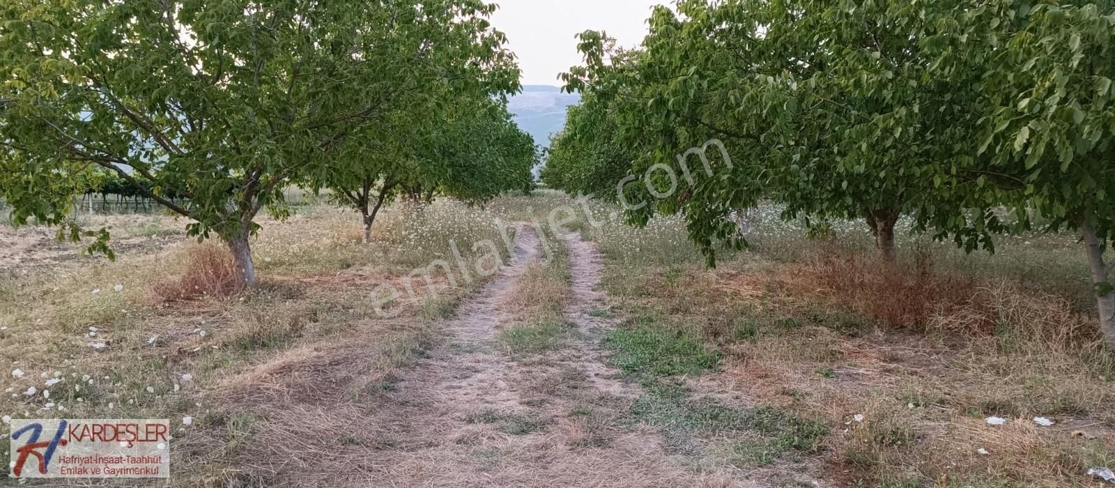 Pamukova Çardak Satılık Tarla SAKARYA PAMUKOVA ÇARŞI MERKEZE YÜRÜME MESAFESİNDE CEVİZ BAHÇESİ