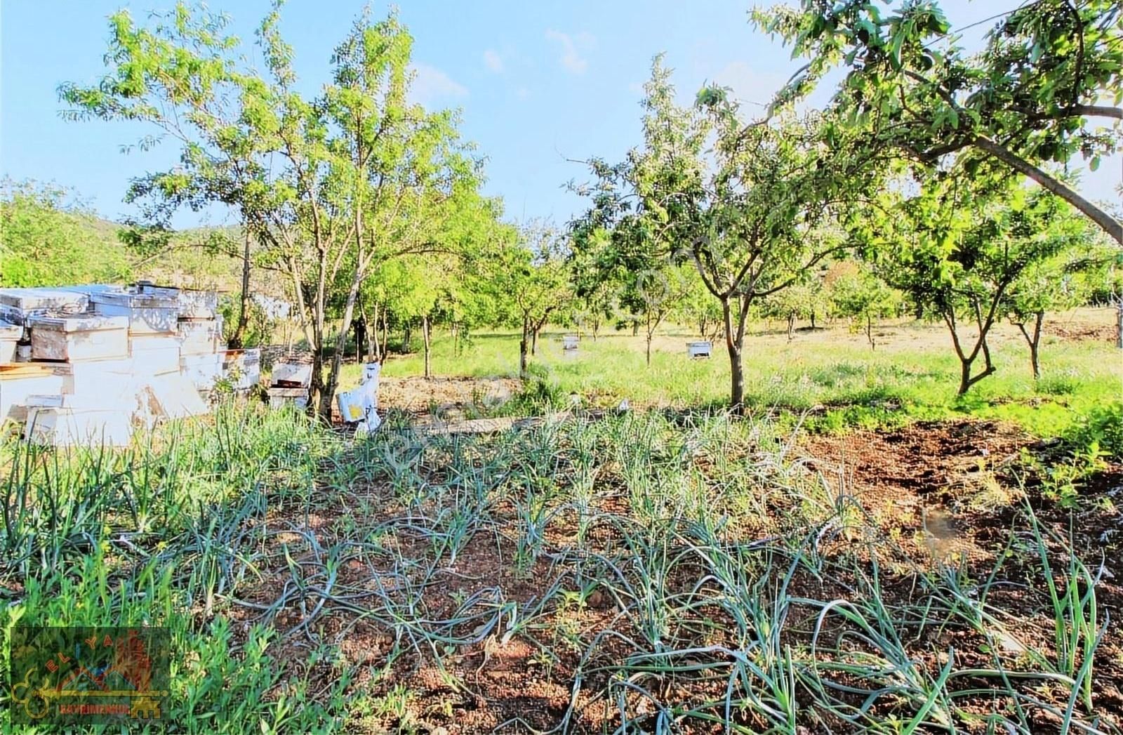 El/ya Ataköyde Köy İçerisinde 4288 M2 Arsa Taş Ev Yetişmiş Ağaç - Görsel 32