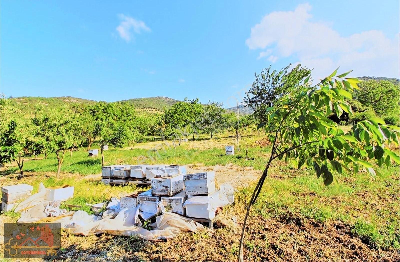 El/ya Ataköyde Köy İçerisinde 4288 M2 Arsa Taş Ev Yetişmiş Ağaç - Görsel 21