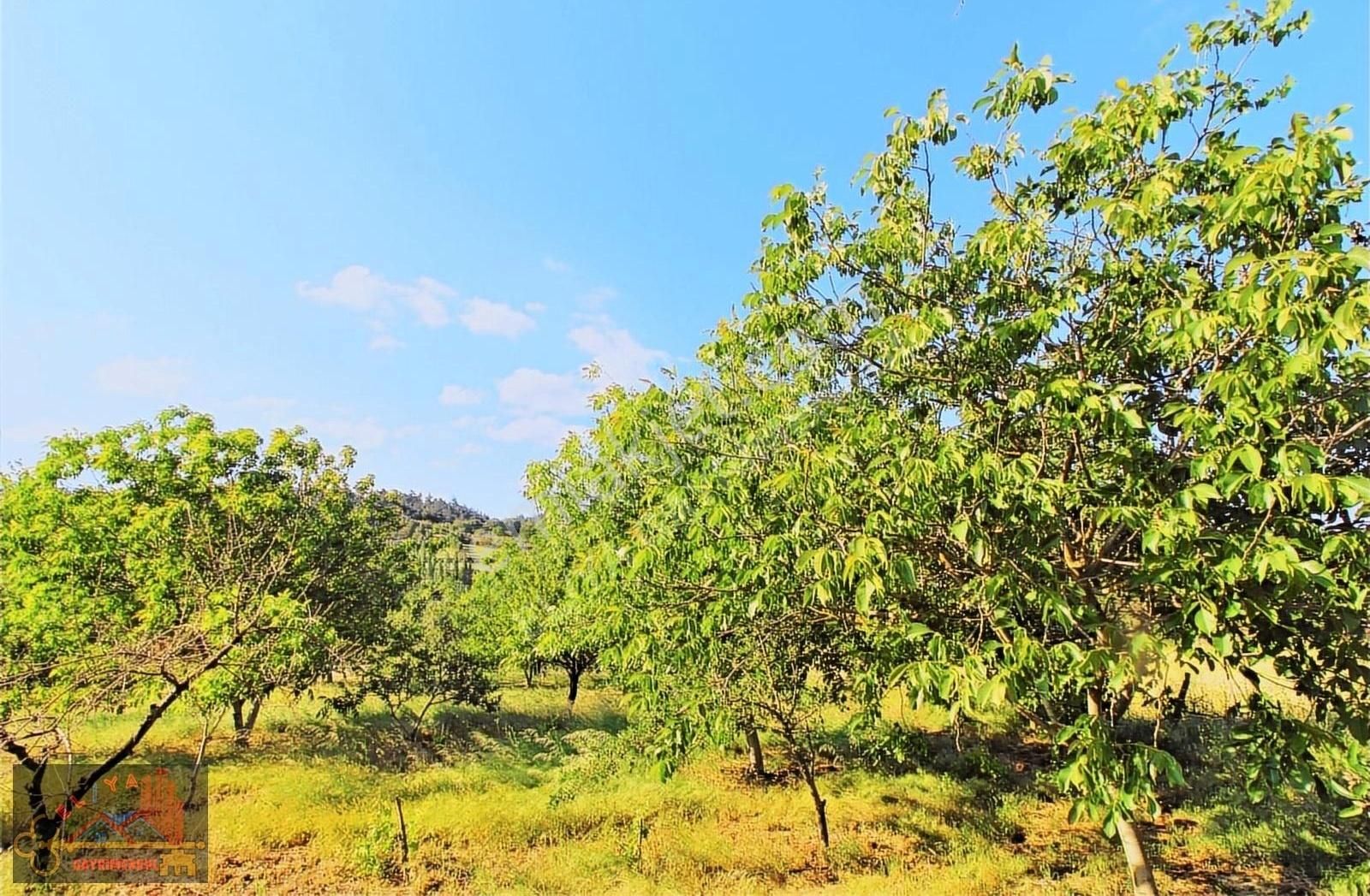 El/ya Ataköyde Köy İçerisinde 4288 M2 Arsa Taş Ev Yetişmiş Ağaç - Görsel 18