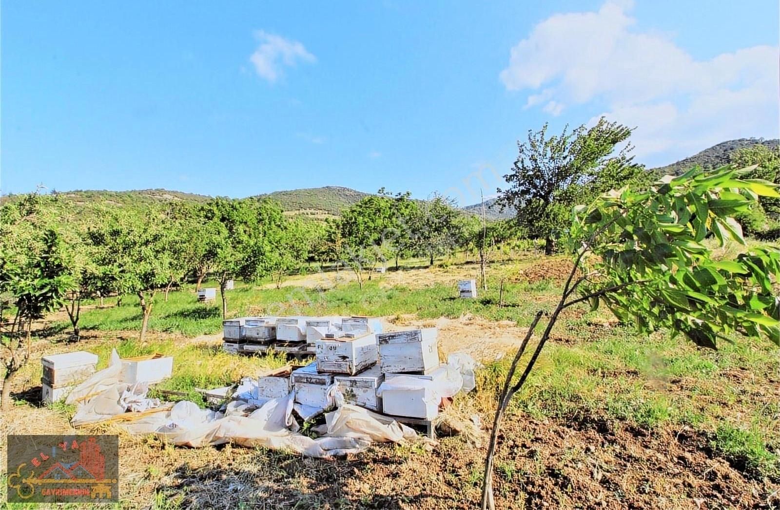El/ya Ataköyde Köy İçerisinde 4288 M2 Arsa Taş Ev Yetişmiş Ağaç - Görsel 7