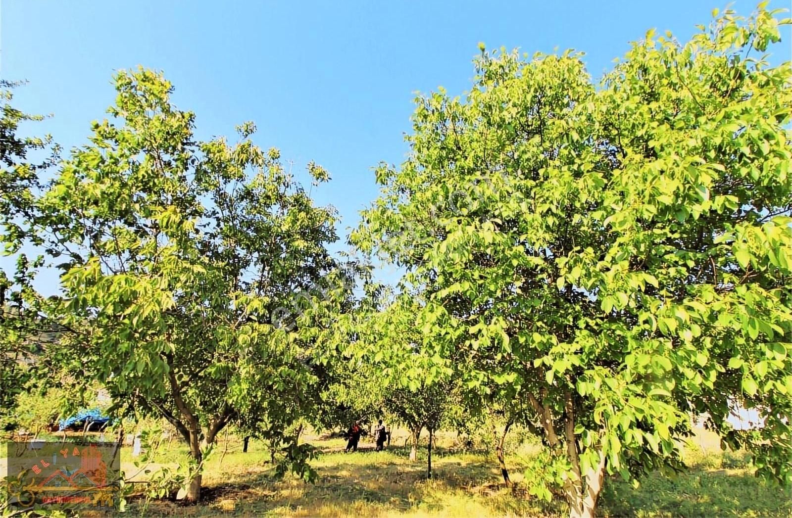 El/ya Ataköyde Köy İçerisinde 4288 M2 Arsa Taş Ev Yetişmiş Ağaç - Görsel 10
