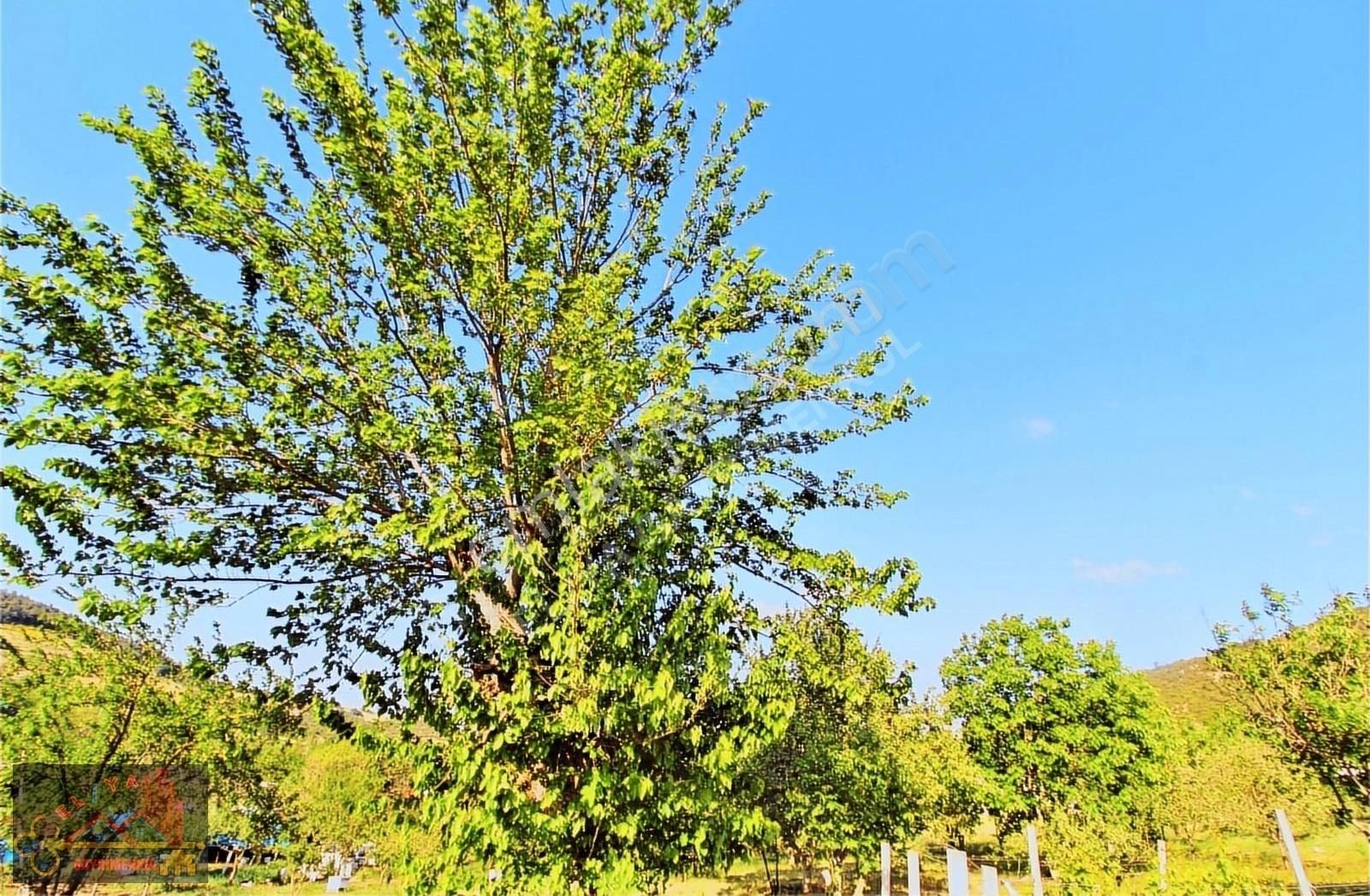 El/ya Ataköyde Köy İçerisinde 4288 M2 Arsa Taş Ev Yetişmiş Ağaç - Görsel 33