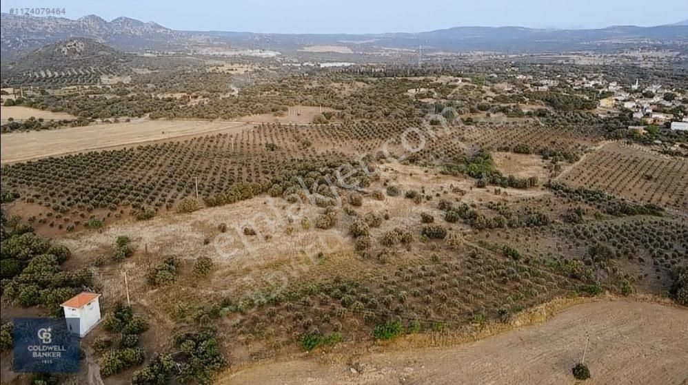 Ezine Uluköy Köyü Satılık Tarla  ÇANAKKALE EZİNE ULUKÖY 'DE KÖYE YAKIN TARLA