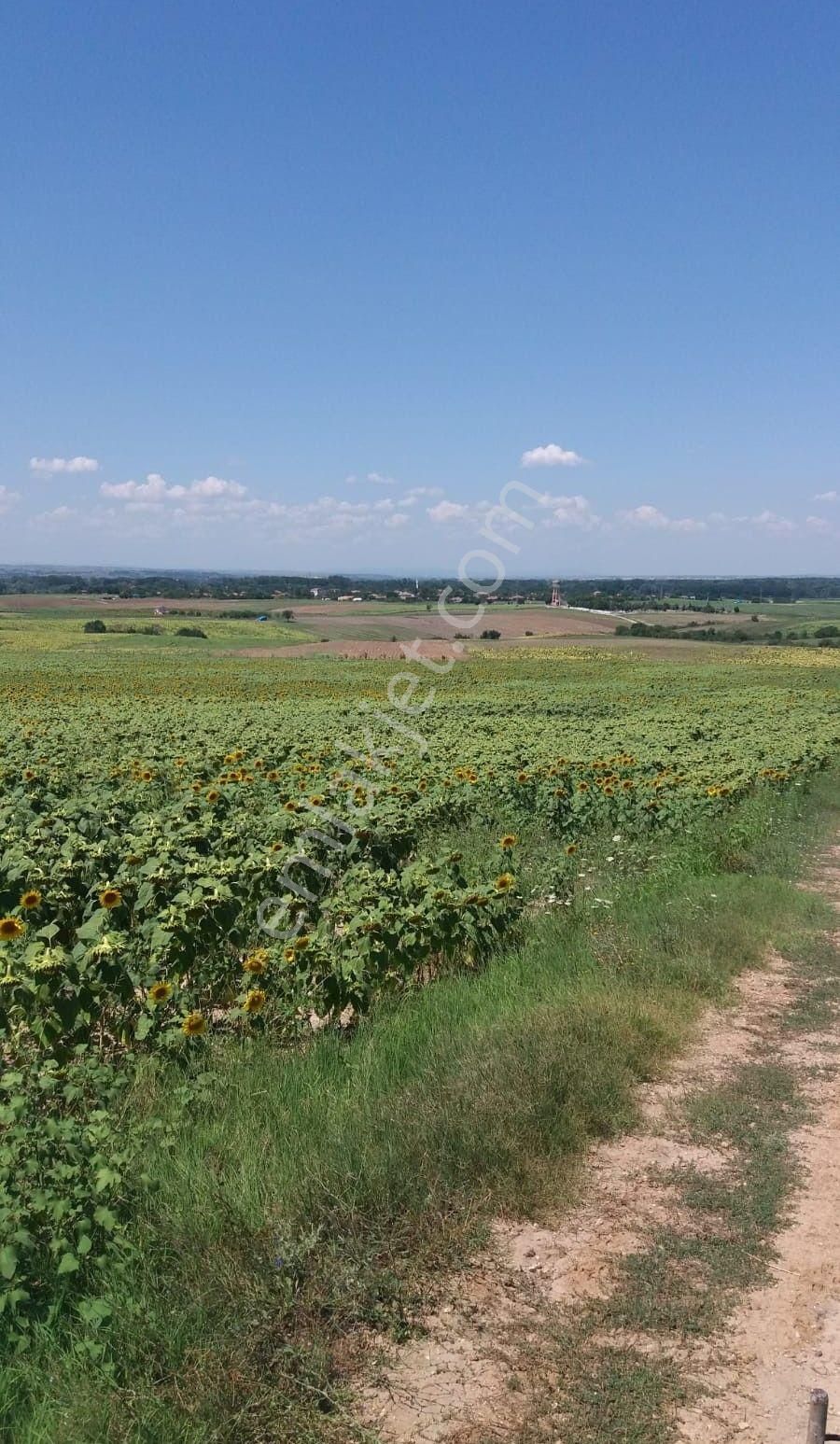 Edirne Merkez Elçili Köyü Satılık Tarla Edirne Merkez Elçili Köyünde Yatırımlık Satılık Tarla 4100 M2